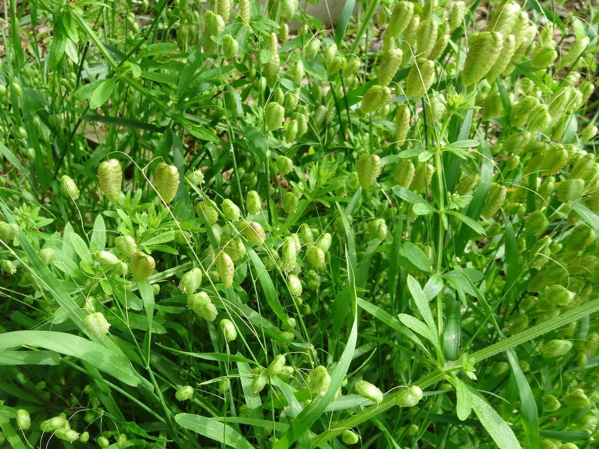 Briza maxima (Poaceae)
